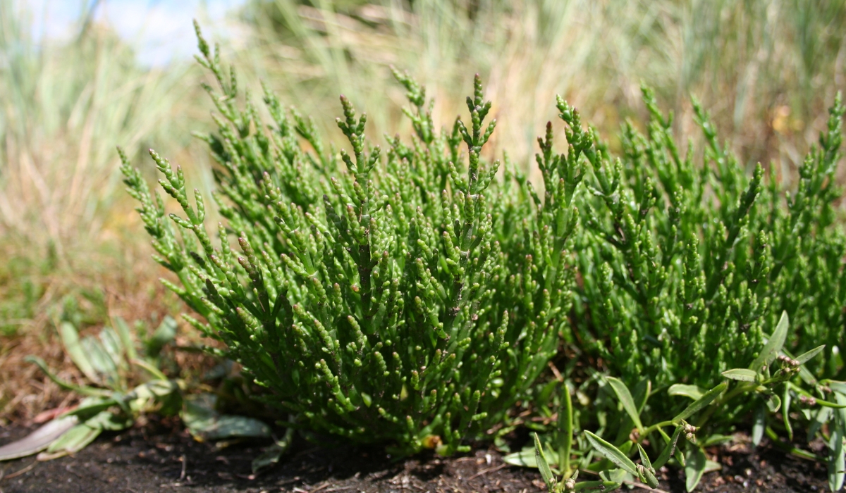 Agricultural Research Department Succeeds in Cultivating Using Return Water